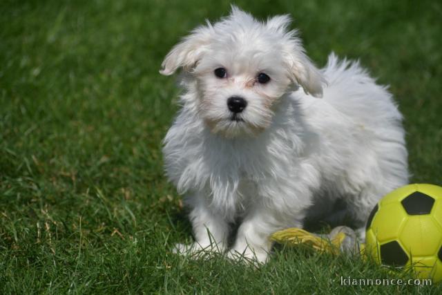 Adorable chiot bichon maltais femelle a donner