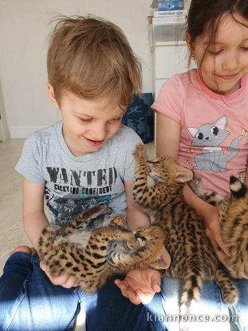 chatons serval et  caracal disponibles 