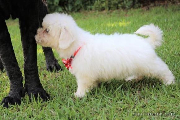 adorables chiots bichon frise pour adoption