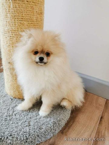  Adorables chiots Spitz nain a donner