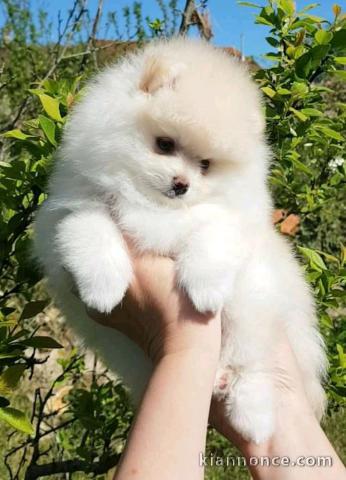  Adorables chiots Spitz nain a donner