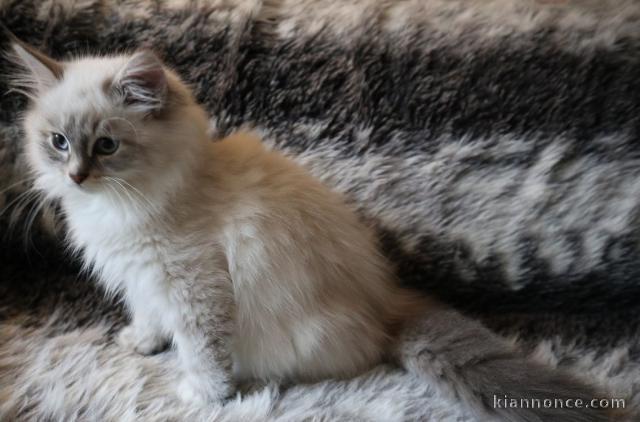 chaton Sibérien a donner