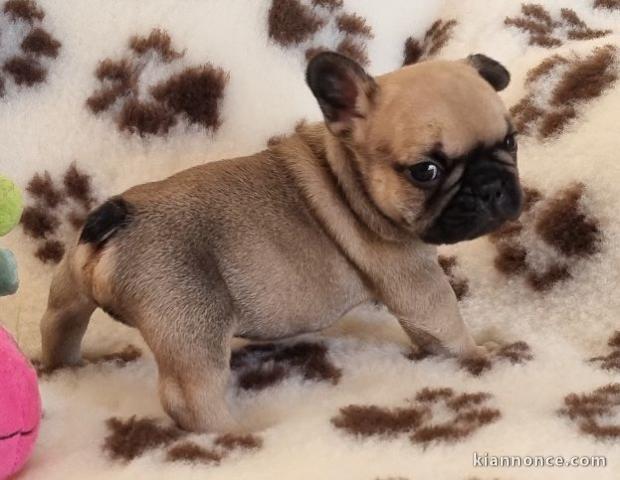 Chiot Bouledogue Français lof à donner