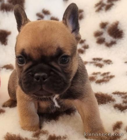 Chiot Bouledogue Français lof à donner