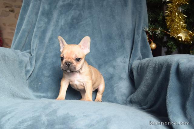 Chiot Bouledogue Français lof à donner