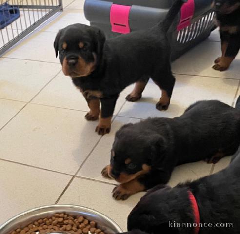 Chiots Rottweiler Adorable