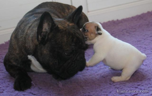 Chiot Bouledogue Français lof à donner