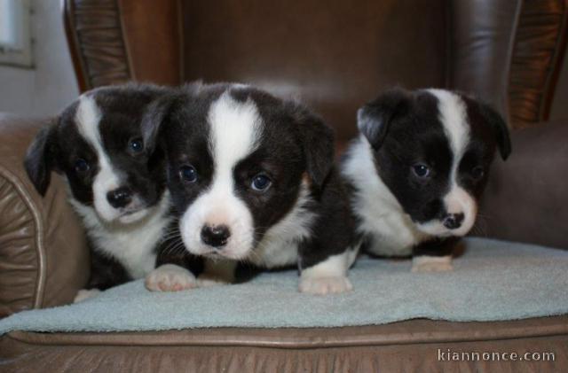 Chiots Welsh Corgi Cardigan