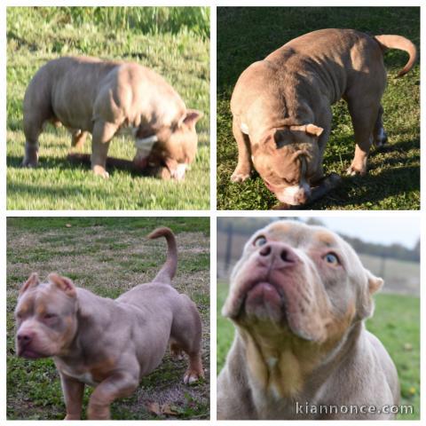 American Bully chiots