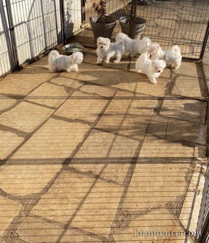 Urgent Chiots Bichon Maltais 