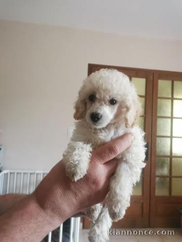 Chiots caniche prêt a partir 