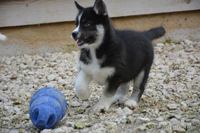 Chiot husky siberian femelle yeux bleu