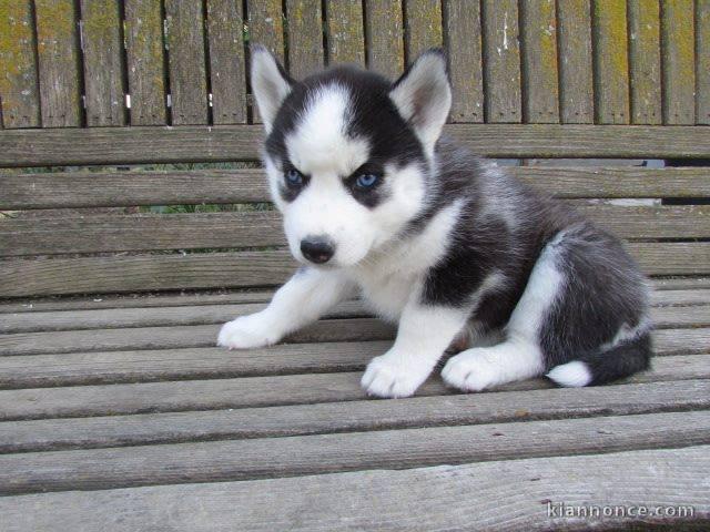 Chiot husky siberian femelle yeux bleu