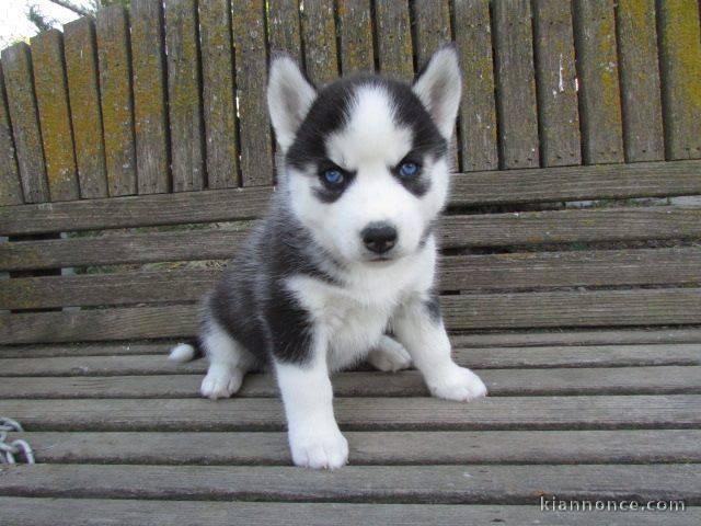 Chiot husky siberian femelle yeux bleu