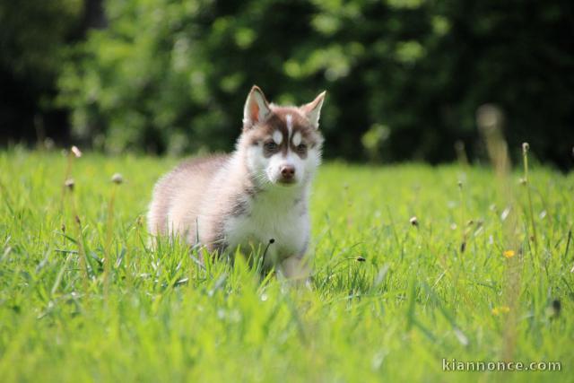 Chiots Siberian Husky