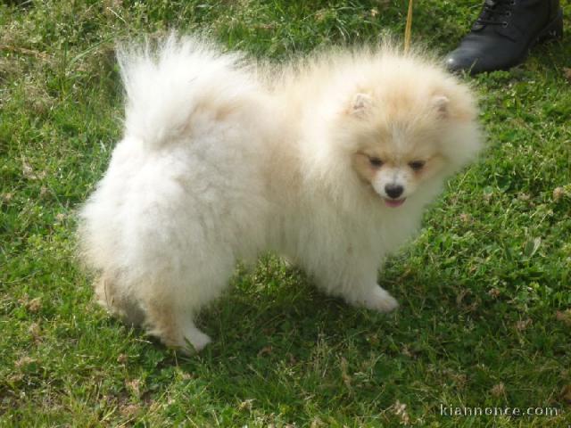 Chiots Bichon Frisé prêt a partir 