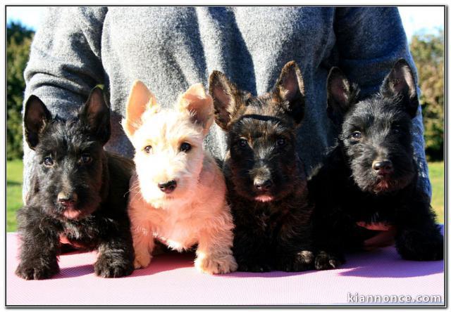 Chiots Scottish Terrier