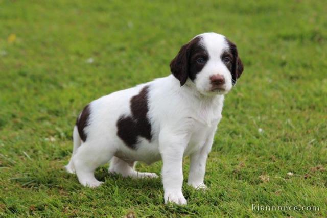 Chiot Epagneul Français à donner 