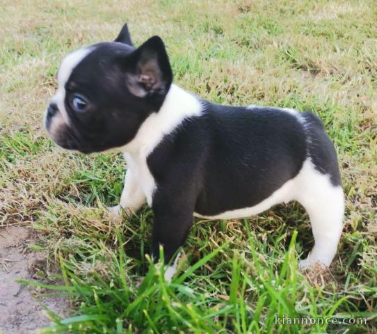 Chiot Bouledogue Français a donner