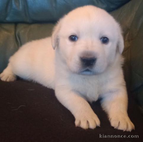 Chiots labradors a donner