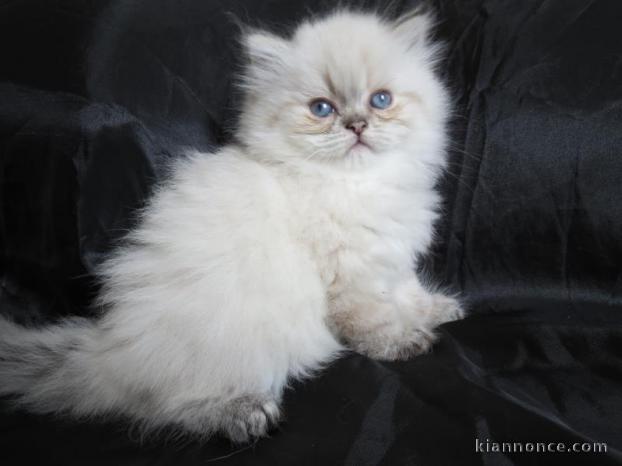 Adorable Chaton Persan A donner