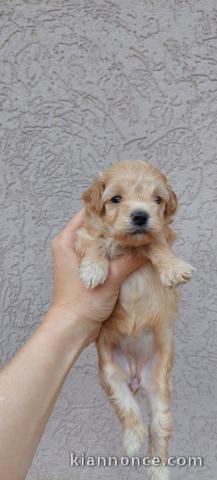 Maltipoo chiots à vendre