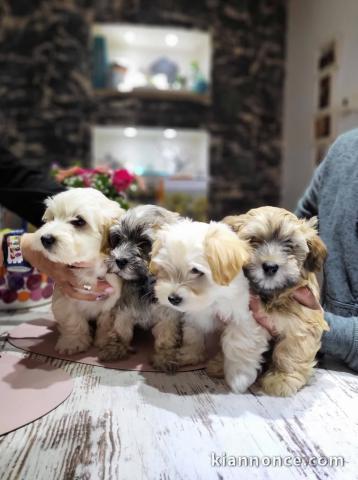 Bichon havanais chiots à vendre