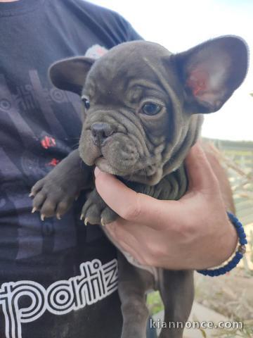 Bulldog français chiots