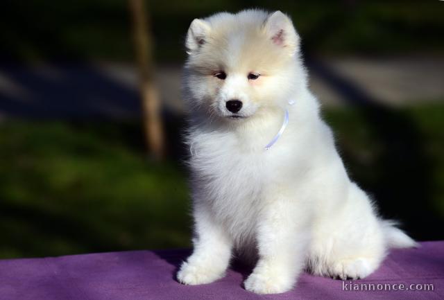 Samoyède chiots à vendre