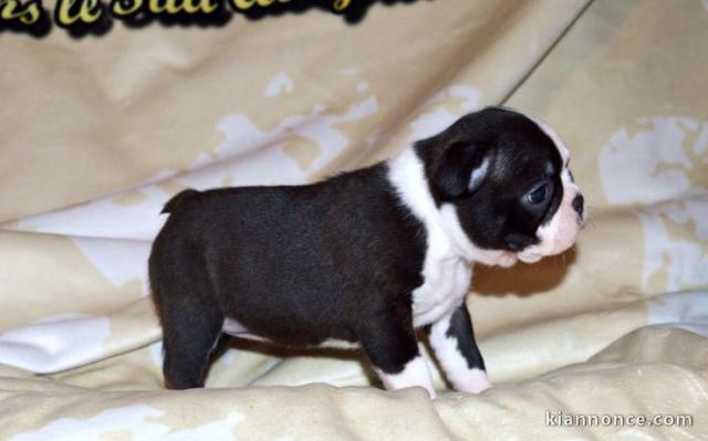 Chiot Boston Terrier a donner