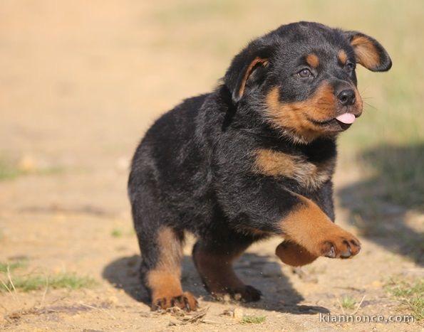 A donner chiot rottweiler