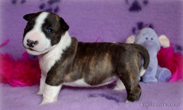 Chiot Bull Terrier miniature a donner