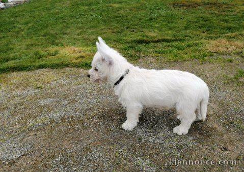 chiot Westie a donner