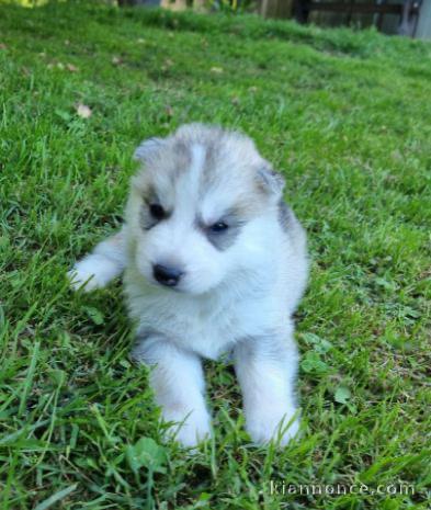 Chiot Siberian Husky a donner