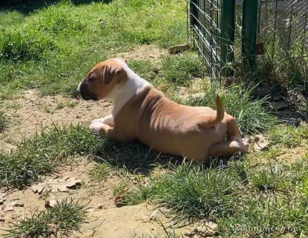 Chiot Bull Terrier a donner