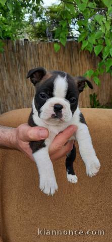 Boston Terrier chiots