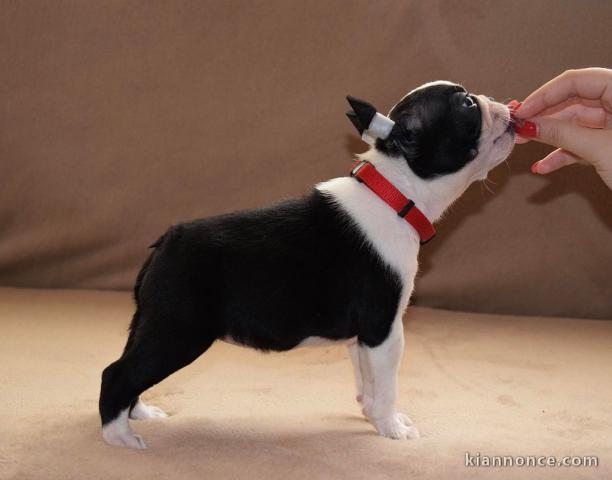 Boston Terrier chiots