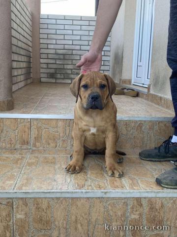 Mastiff sud-africain - Boerboel