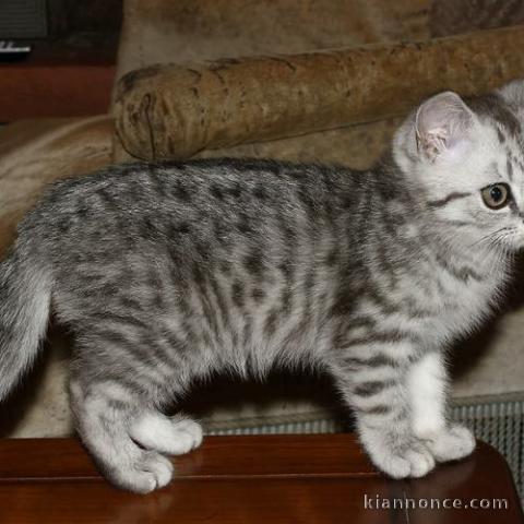 chaton british shorthair 