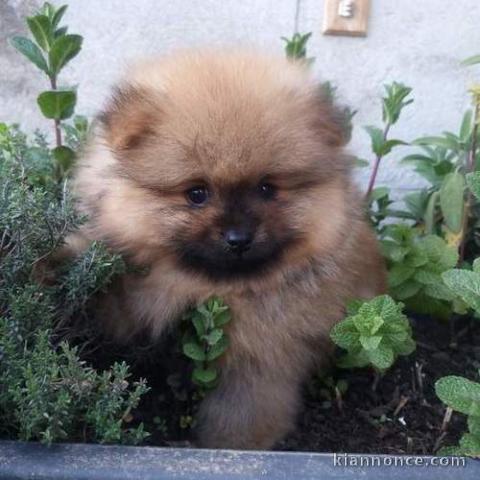 adorable mâle orange-sable spitz poméranien