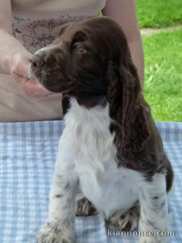 CHIOTS ENGLISH SPRINGER SPANIEL