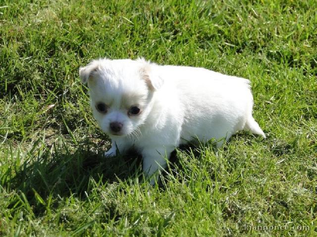 A donner magnifique chiot femelle type chihuahua non lof