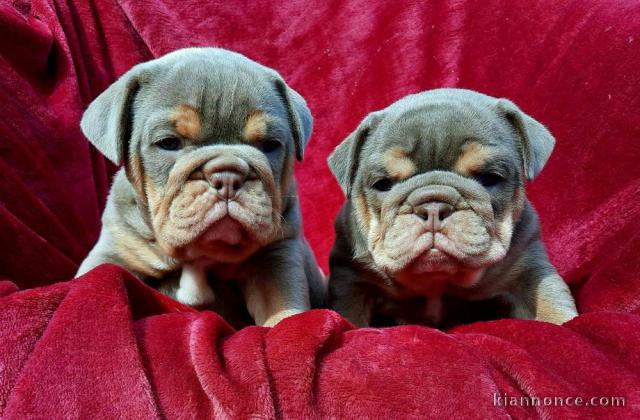 Bulldog anglais chiots