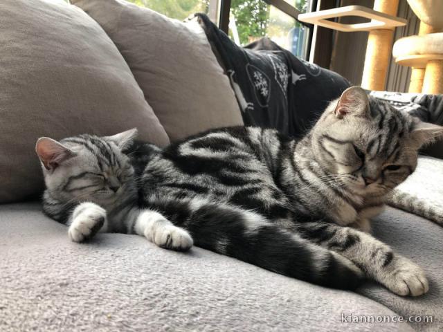  Magnifiques chatons de type british shorthair 