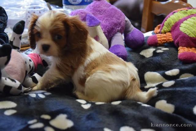 A DONNER chiot Cavalier King Charles femelle