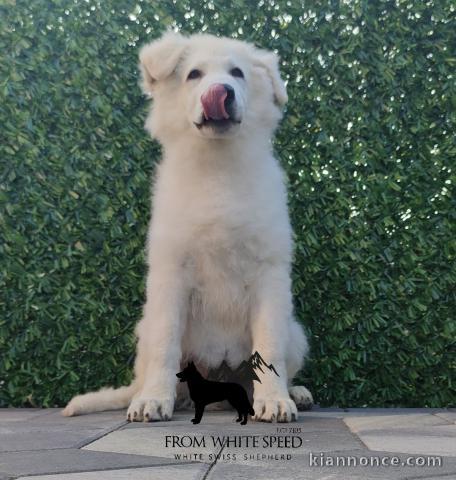 Berger Blanc Suisse chiots