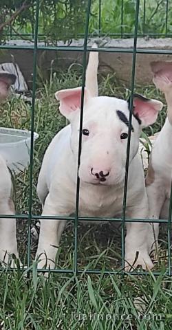 Bull terrier chiots à vendre