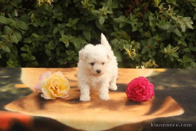 Chiot Bichon frisé à donner