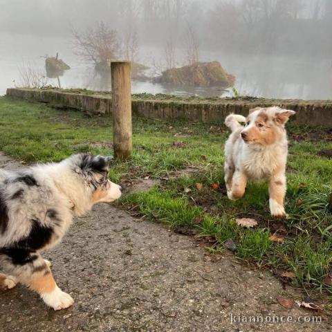 Magnifiques chiots Bouvier bernois