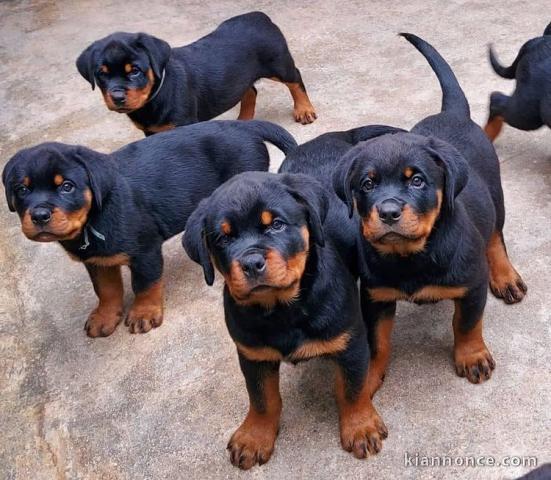 Chiots d’apparence Rottweiler